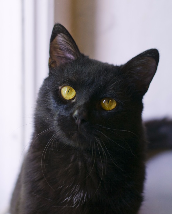 Коты и Кошки