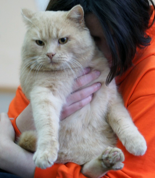 Котовторник 9.01.2018