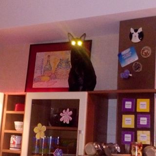 Котовторник 20.03.2018
