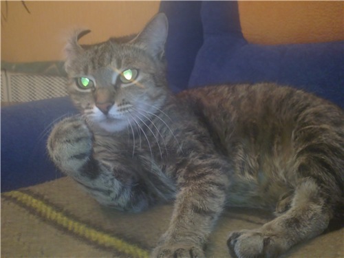 Коты застигнутые врасплох