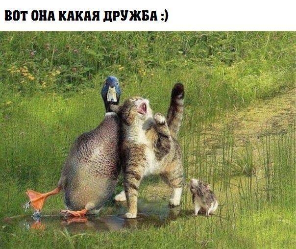 Этот котик физически не способен плохо получиться на снимке, как бы ни старался его хозяин