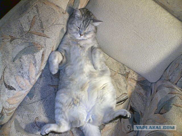 Котовторник  на  ЯПлакалъ