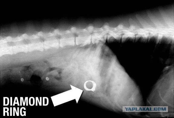 Рентген собак, проглотивших различные предметы