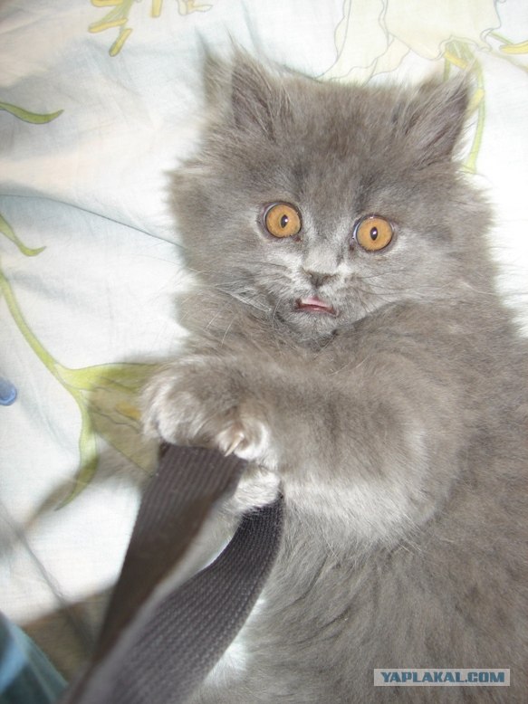 Котовторник ужасов (36 фот)