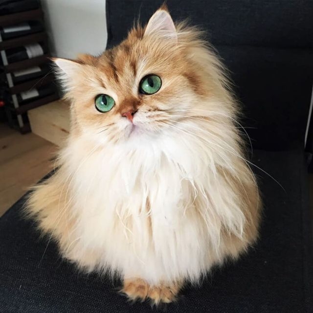 Прикольных котов пост