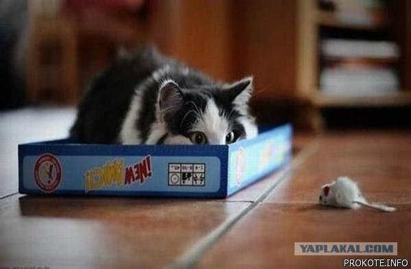КотоОхота