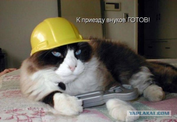 Десантный котовторник