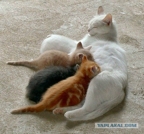 Первый котовторник октября