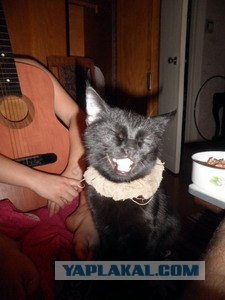 Котовторник 1.11.11