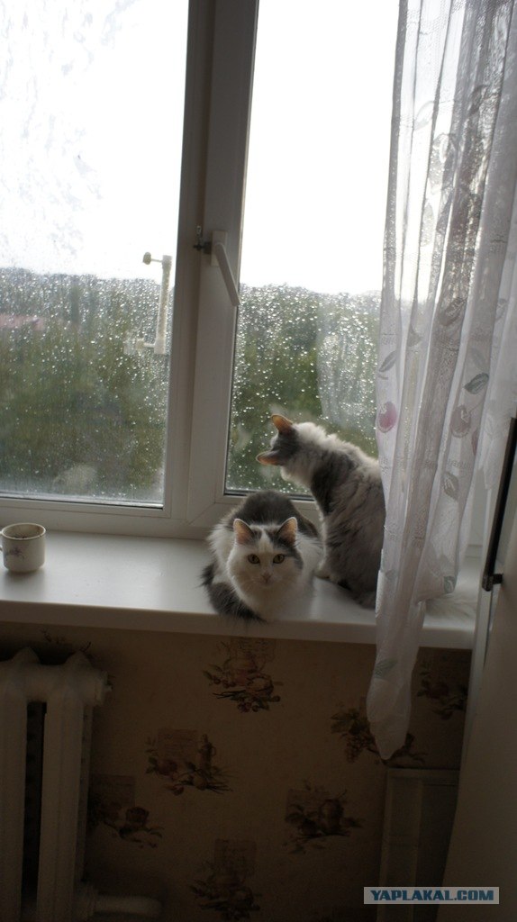 Котовторник! 08.11.11