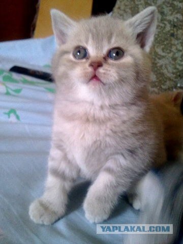 Котовторник 22.11.11
