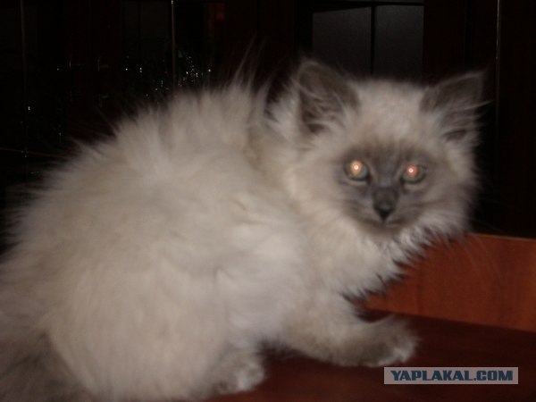 Котовторник (24. 01. 2012 )