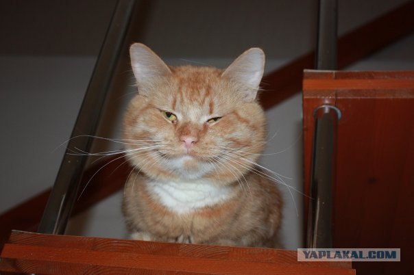 Котовторник (14.02.2012)