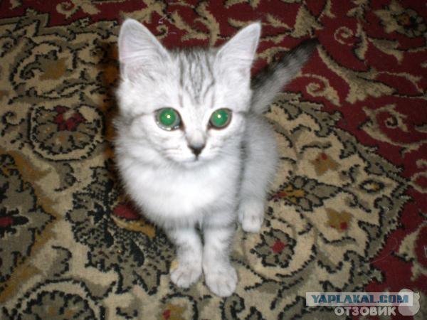 КОТОВТОРНИК (6.03.2012)