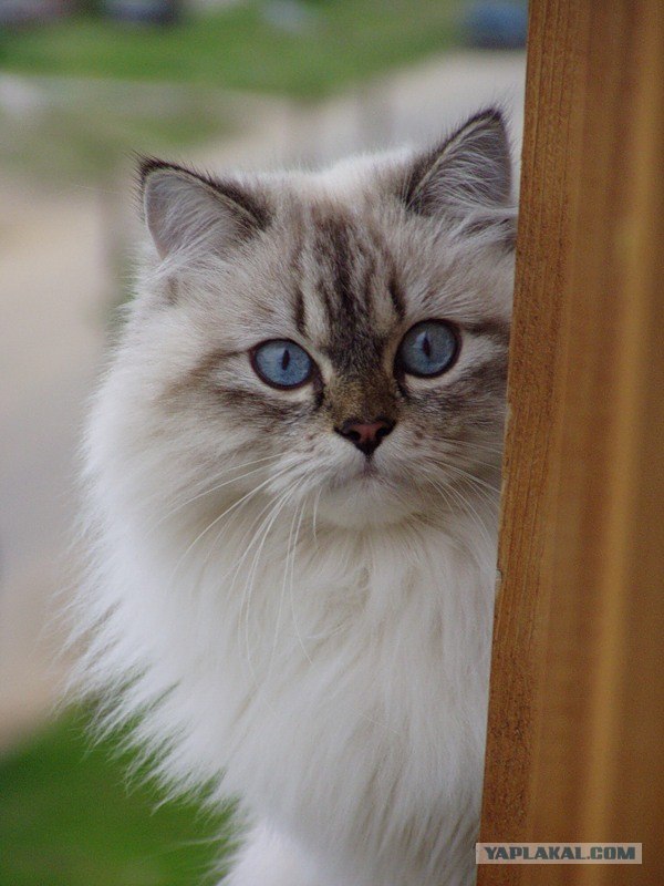 Котовторник 07.08.2012
