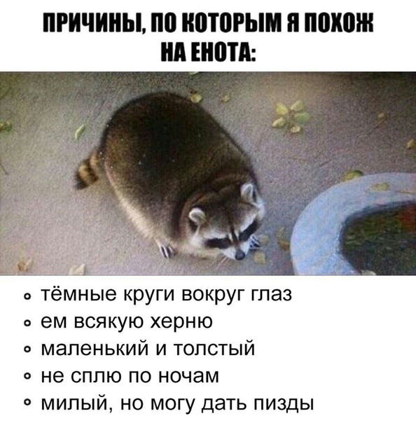 Анекдоты, соц-сети и картинки с надписями