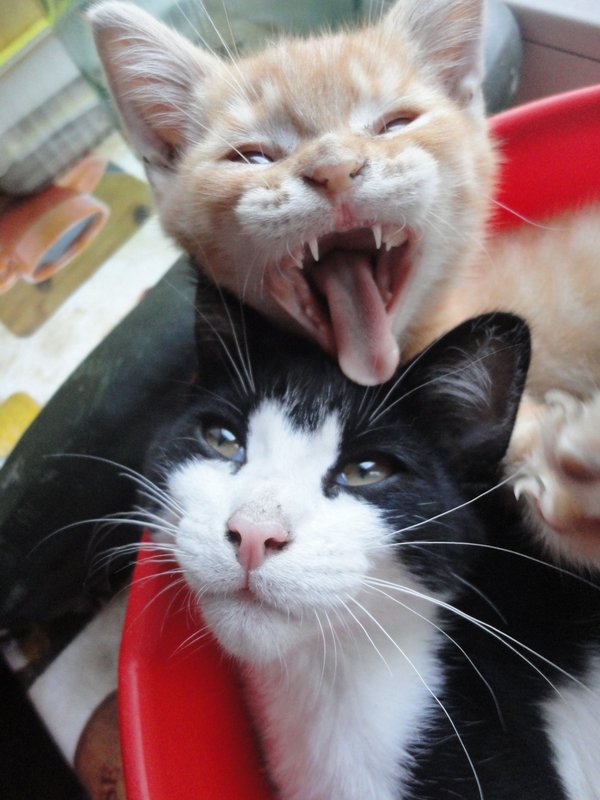 Котовторник однако