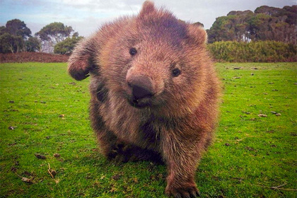 Хотите избежать солевых отложений на голове - жарьте курочку регулярно.