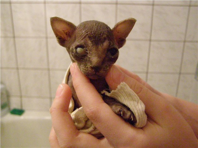 заболевания сфинксов породные. желтушность кожи у животных. глаза сфинкса. сфинкс заболел. сфинкс заболел.