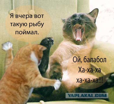 Кот - космонавт