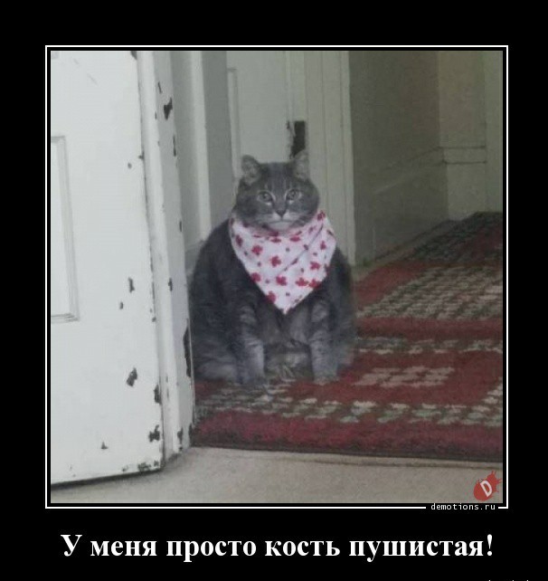 Грация кошки