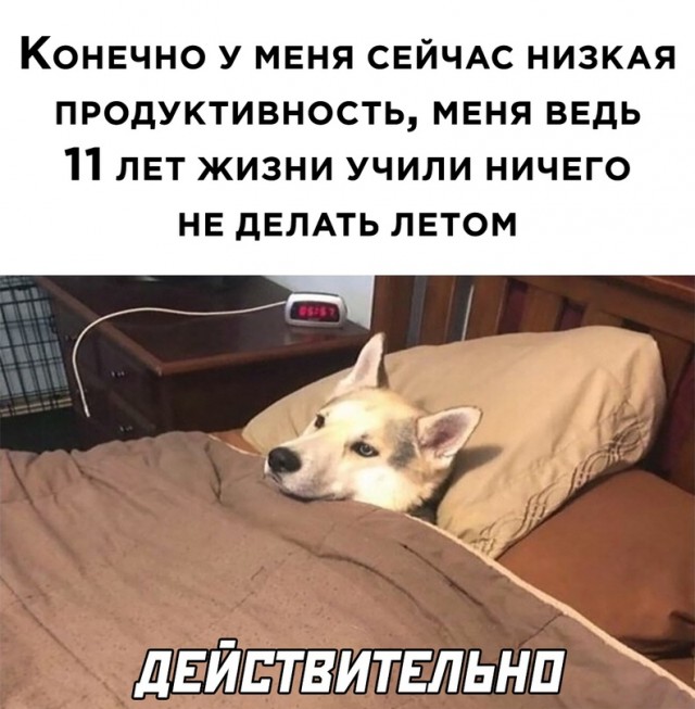 Весёлый полтишок 23.07