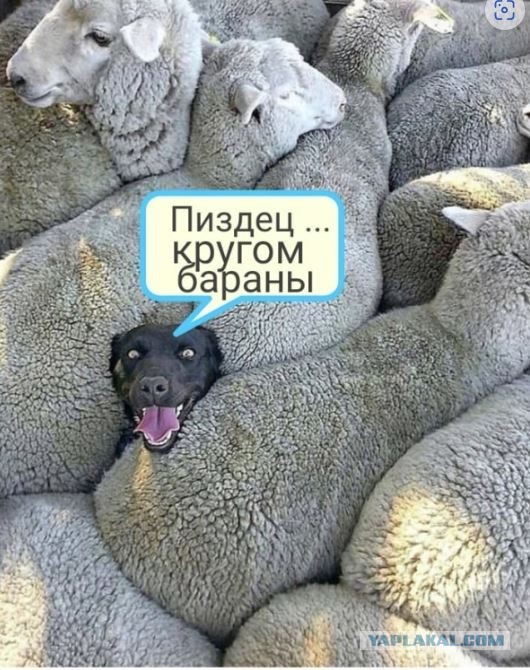 Нуштош 22.03.2023