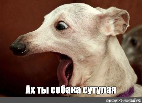 Авиадиспетчер Пулково застрелил напавшую на него "бойцовскую" собаку⁠⁠.