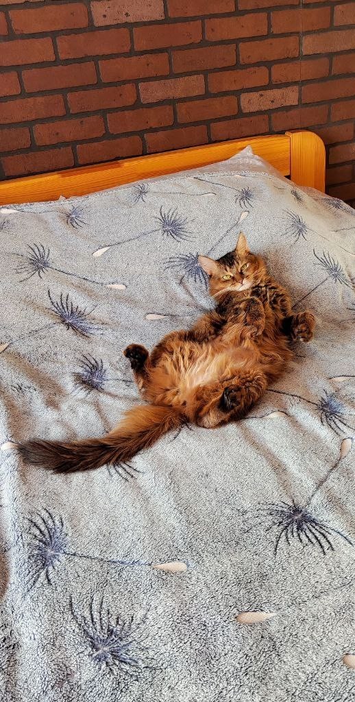 С котовторником ЯПовцы
