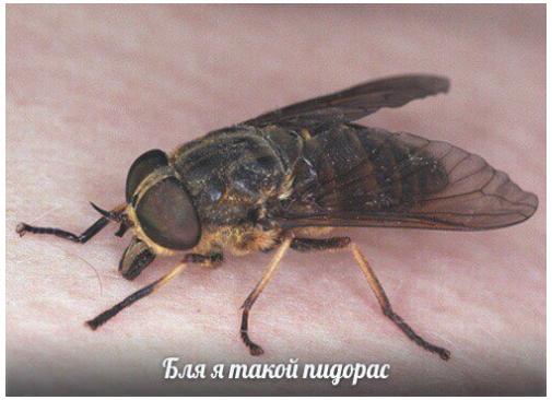 ЯП просветительный (Пчелы/Шмели/Осы/Шершни)