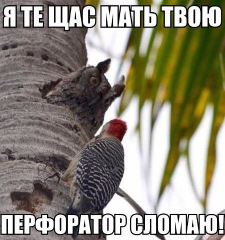 Дятел и антенна