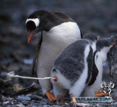 Не раскачивайте будку, пингвины!