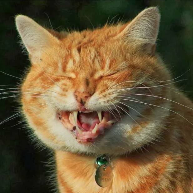 Телеграм добавил новую функцию для росийских пользователей
