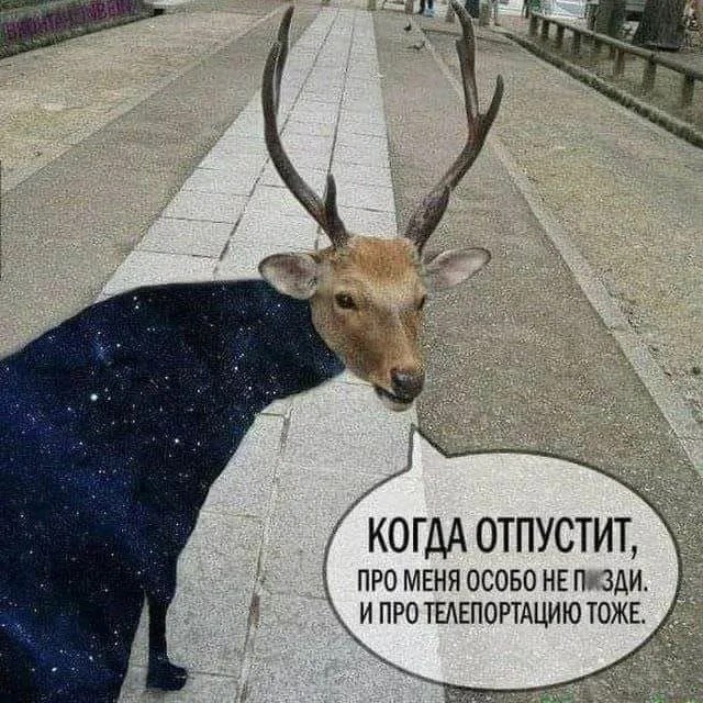 В Китае олень ворвался в класс и съел домашние задание школьников