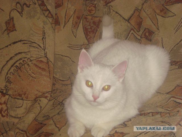 Котовторник   17.12.2013
