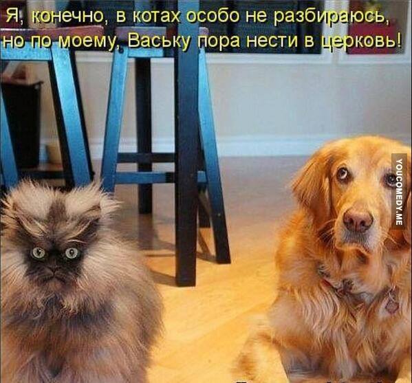 Разница между котами и собаками