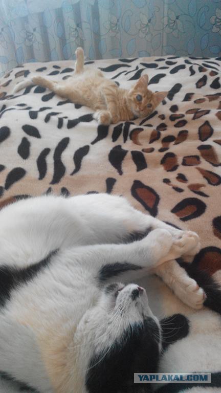 Знакомьтесь - это Персик!