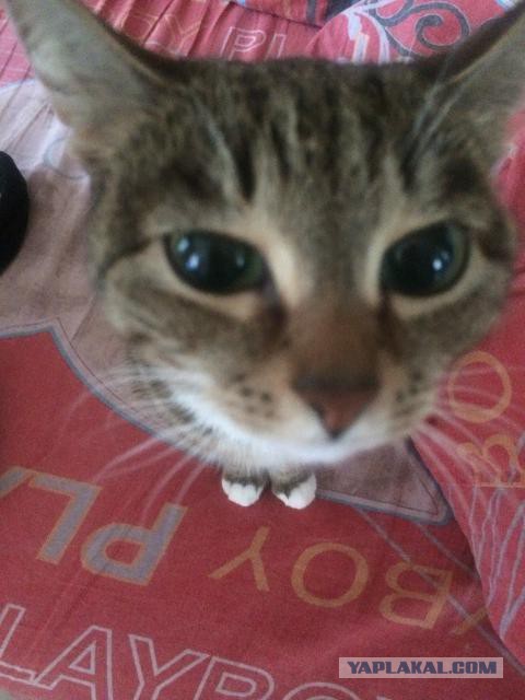 Котовторник 01.07.2014