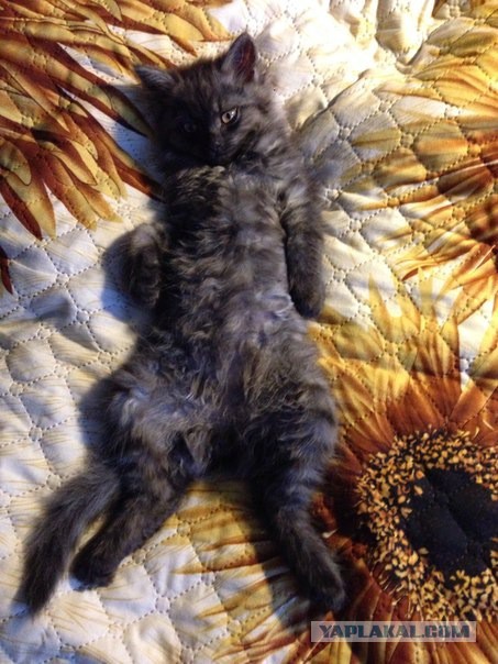 Котовторник  08.07.2014