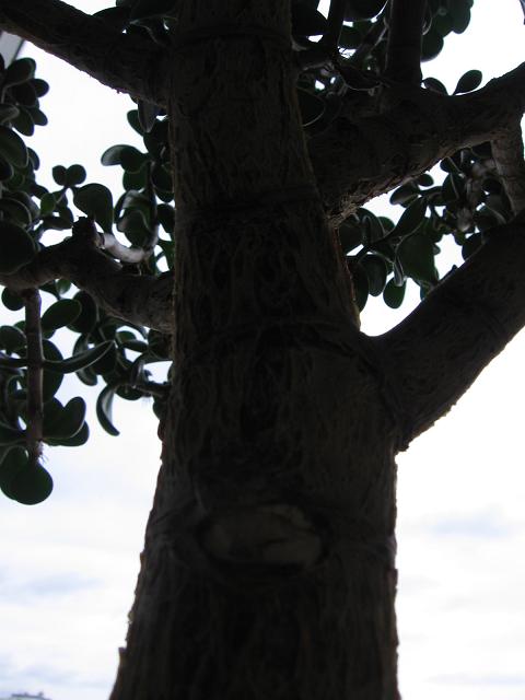 Могучие, многолетние деревья.