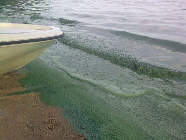 Вилейское водохранилище заполонила синяя пена