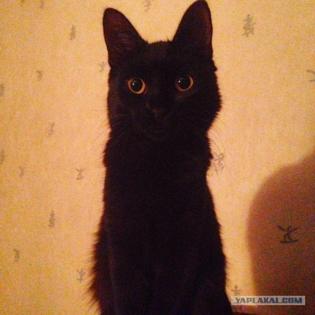 Котовторник 17.11.2015