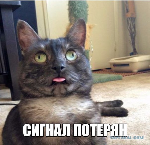 Котовторник 24.11.2015