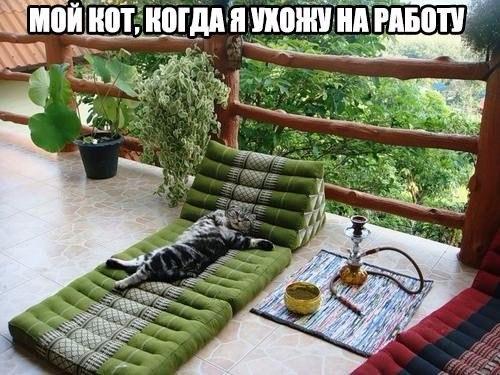 Картинки  из сети