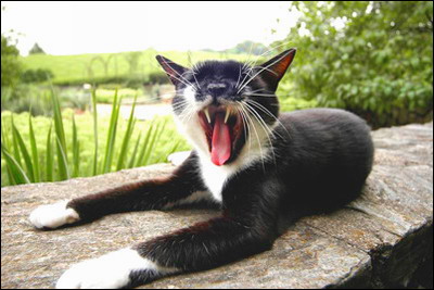 Коты, кошки, котята