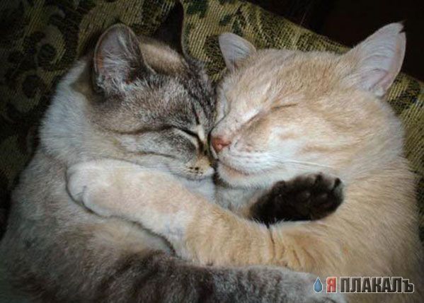 Коты, кошки, котята