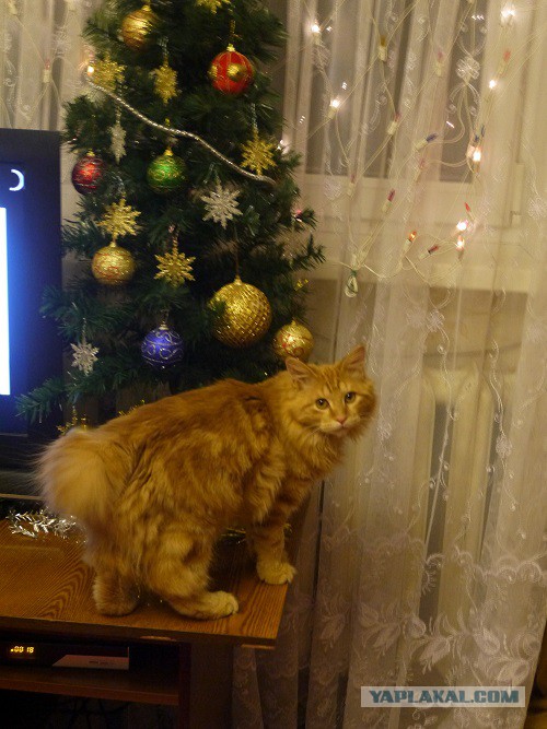 Котовторник