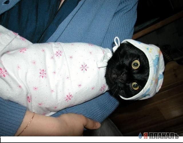 Коты, кошки, котята