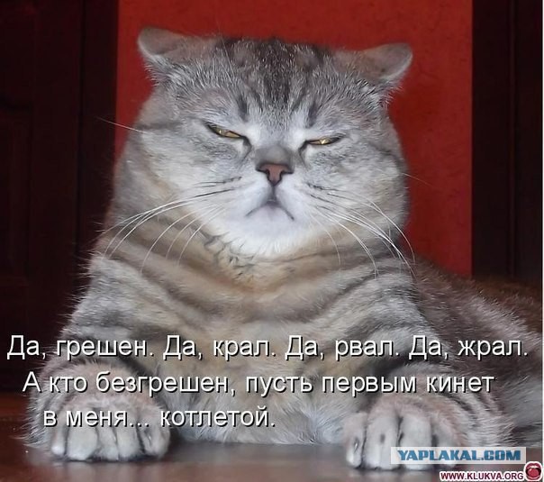 Котовторник  01.03.2016