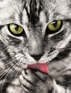 Коты Среды